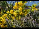 Maisons de vacances Božena - nice garden: H(2+1) Poljica (Marina) - Riviera de Trogir  - Croatie  - fleurs